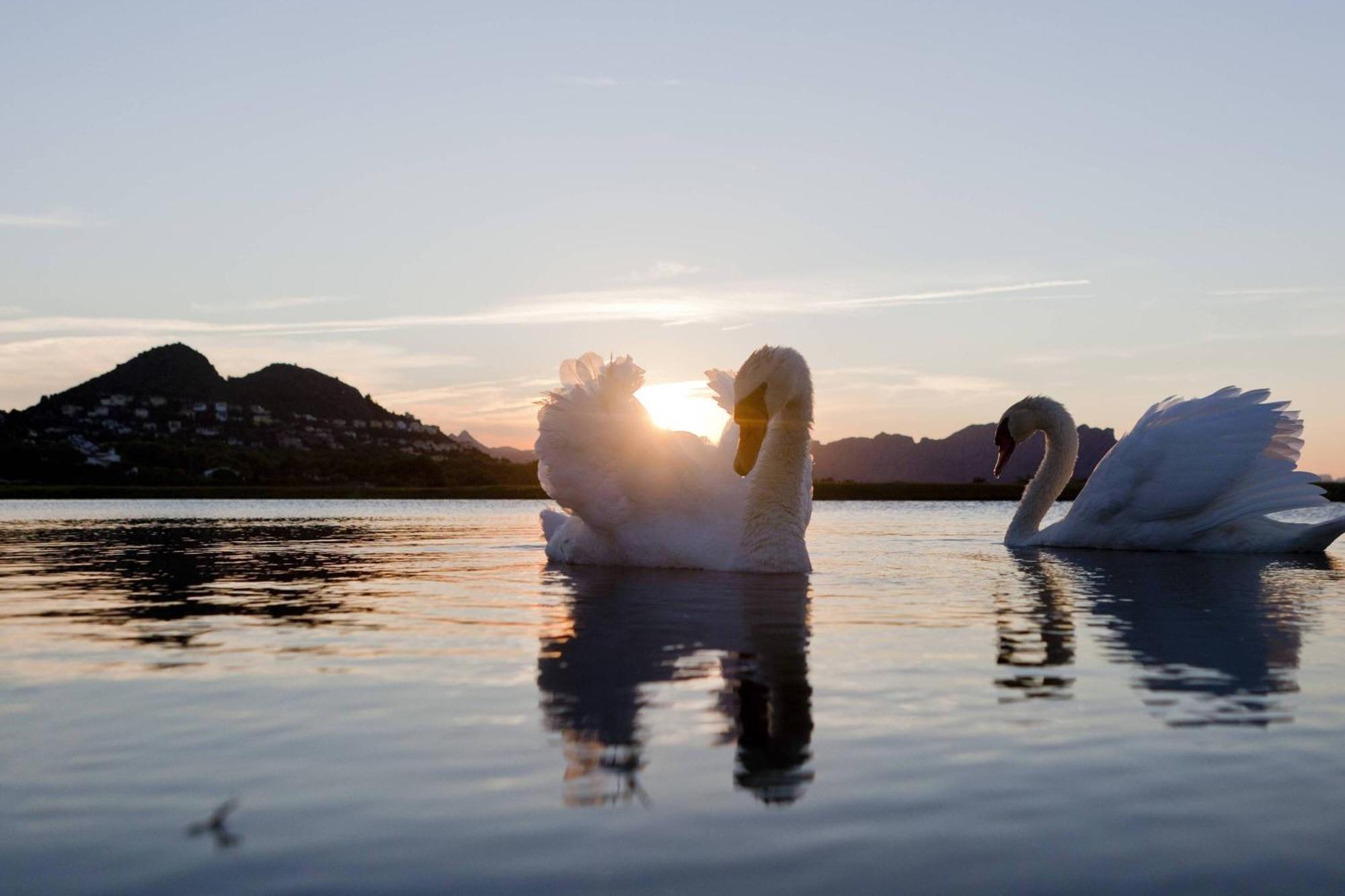 Denia Marriott La Sella Golf Resort & Spa Exterior foto Mute swans on the lake